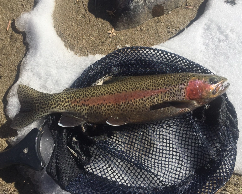 Arkansas River trout fishing – Off-The-Beaten Path Adventures and Eclectic  Musings Of An Itinerant Angler